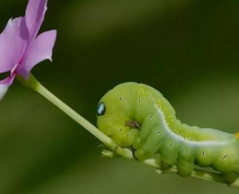 青菜虫最后变成什么，蝴蝶都是菜虫蜕变的吗？