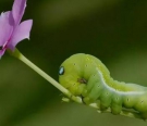 青菜虫最后变成什么，蝴蝶都是菜虫蜕变的吗？